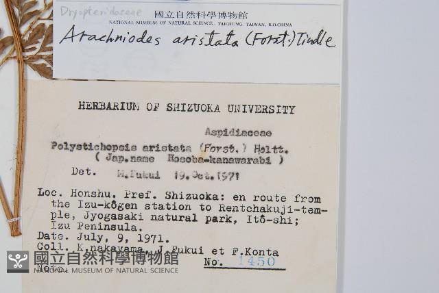 細葉複葉耳蕨藏品圖，第2張