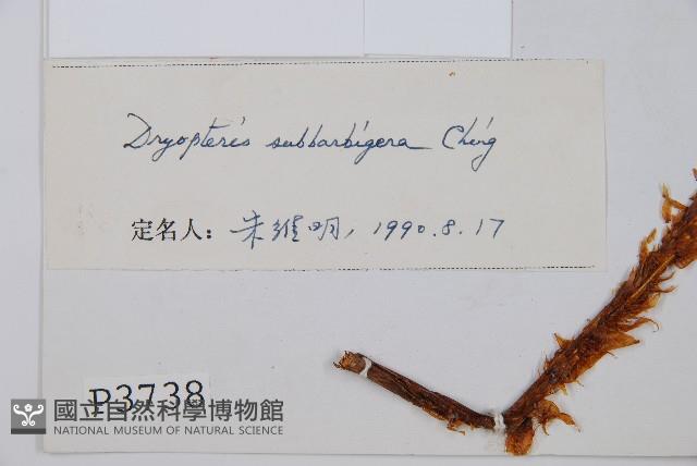 近多鱗毛蕨藏品圖，第2張