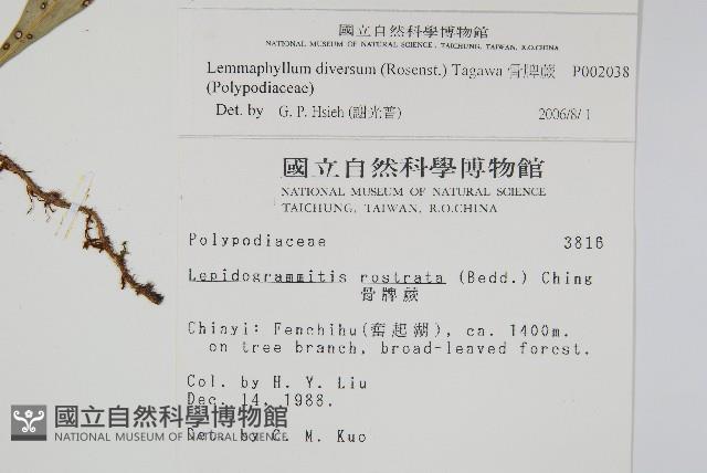 骨牌蕨藏品圖，第2張