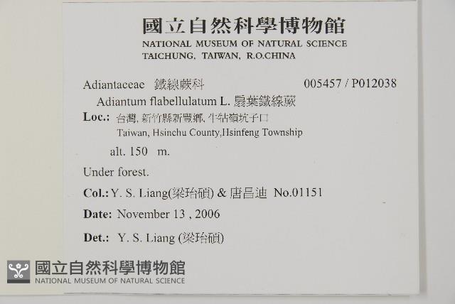 扇葉鐵線蕨藏品圖，第2張