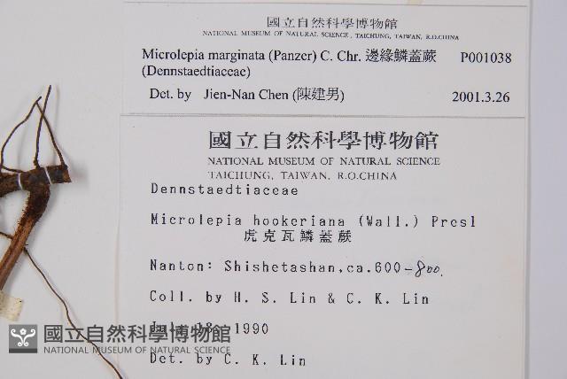 邊緣鱗蓋蕨藏品圖，第2張