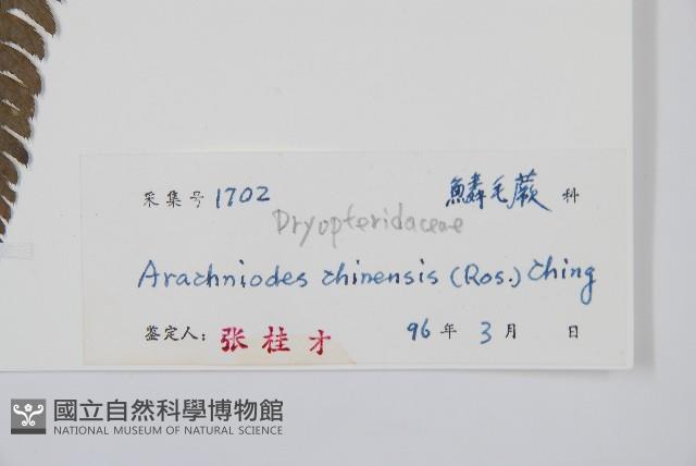 中華複葉耳蕨藏品圖，第2張