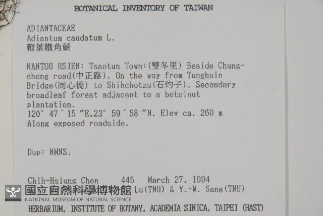 鞭葉鐵線蕨藏品圖，第2張