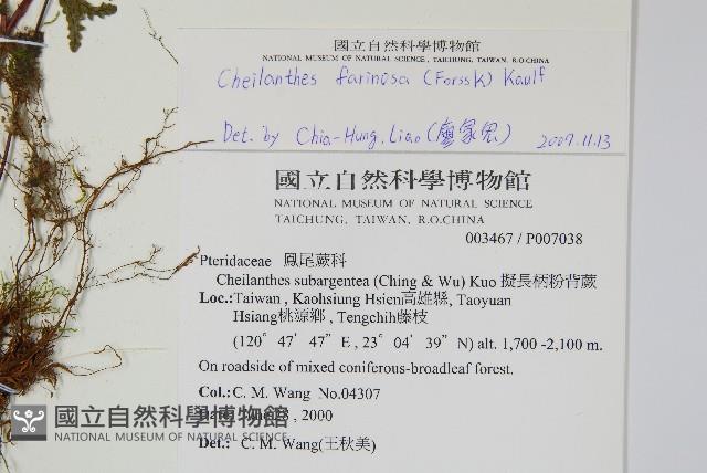 深山粉背蕨藏品圖，第2張