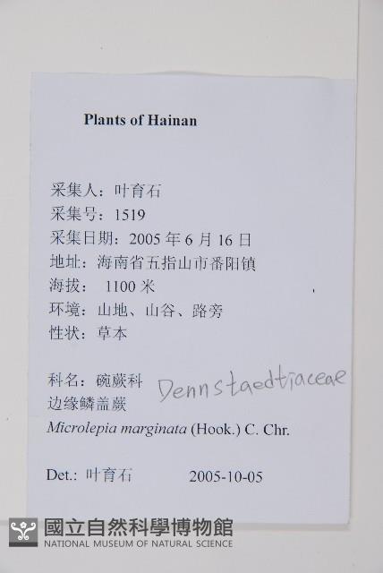 邊緣鱗蓋蕨藏品圖，第2張