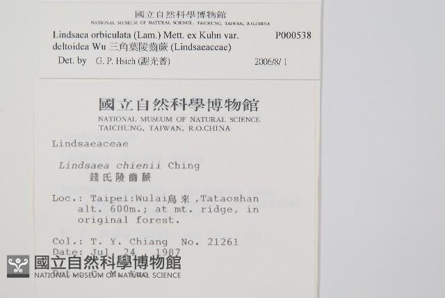 三角葉陵齒蕨藏品圖，第2張