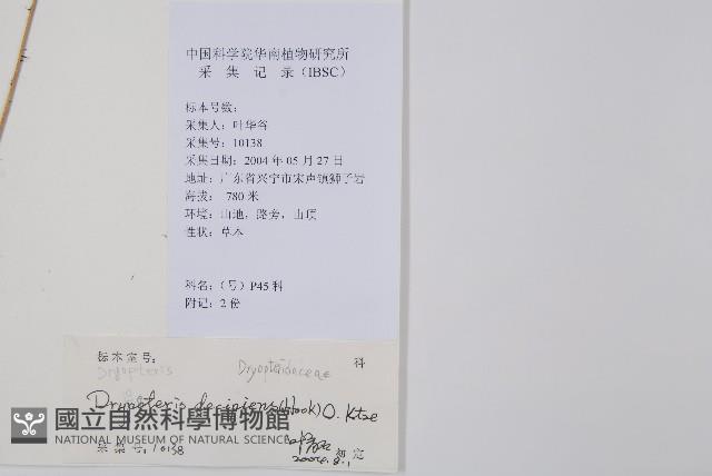 迷人鱗毛蕨、異蓋鱗毛蕨藏品圖，第2張