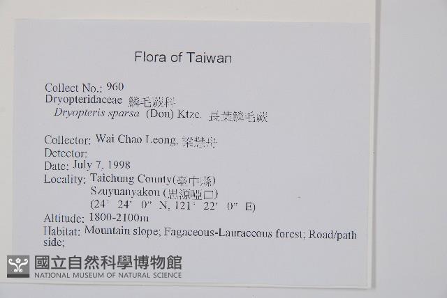 長葉鱗毛蕨藏品圖，第2張