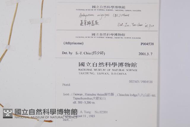 蓬萊蹄蓋蕨藏品圖，第2張