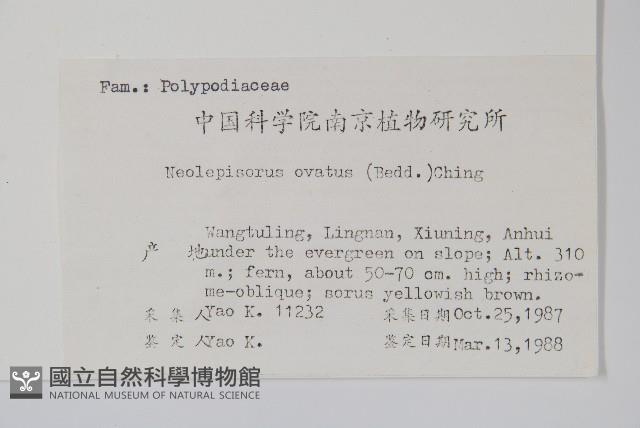 盾蕨藏品圖，第2張