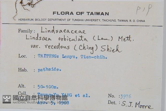 闊片陵齒蕨藏品圖，第2張