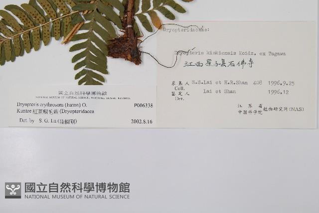 紅蓋鱗毛蕨藏品圖，第2張