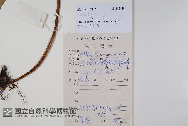 星蕨藏品圖，第2張