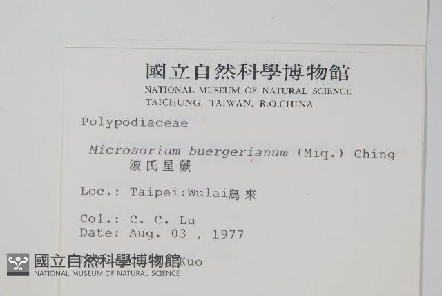 波氏星蕨藏品圖，第2張