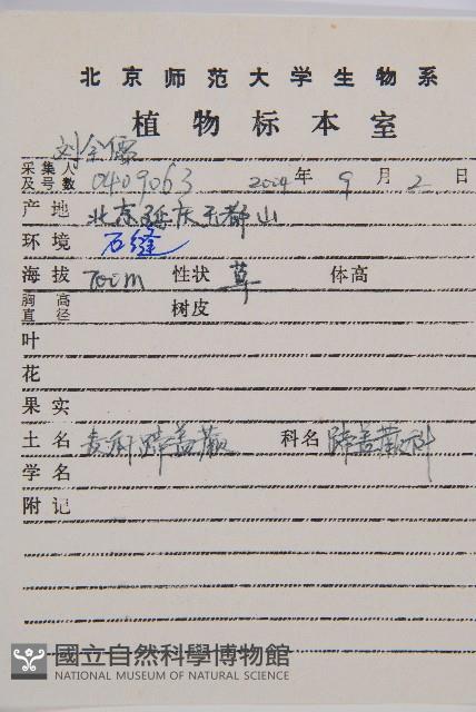 麥稈蹄蓋蕨藏品圖，第2張