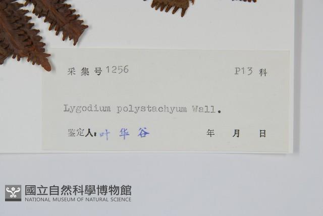 羽裂海金沙藏品圖，第2張