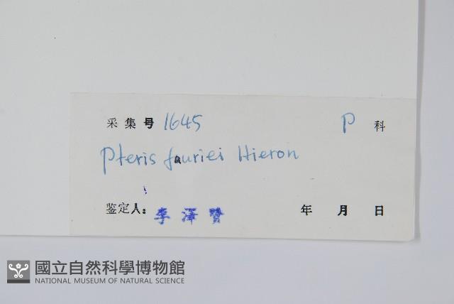 傅氏鳳尾蕨藏品圖，第2張