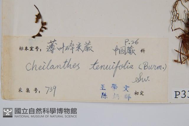 薄葉碎米蕨藏品圖，第2張