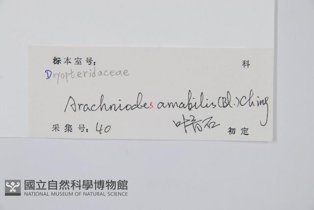 屋久複葉耳蕨藏品圖，第2張