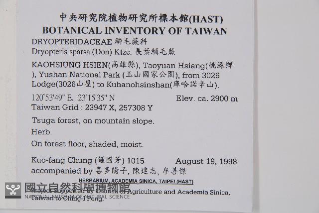 長葉鱗毛蕨藏品圖，第1張