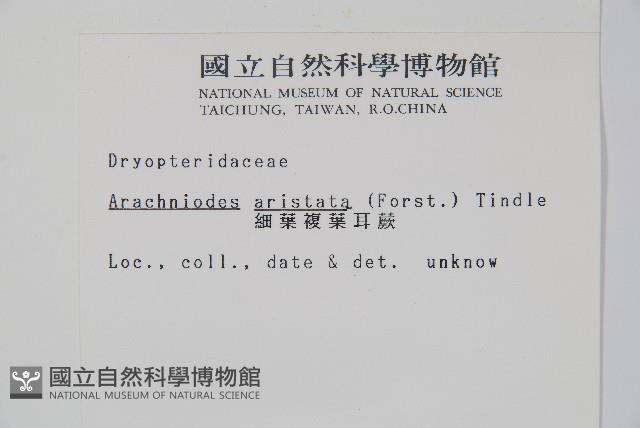 細葉複葉耳蕨藏品圖，第2張