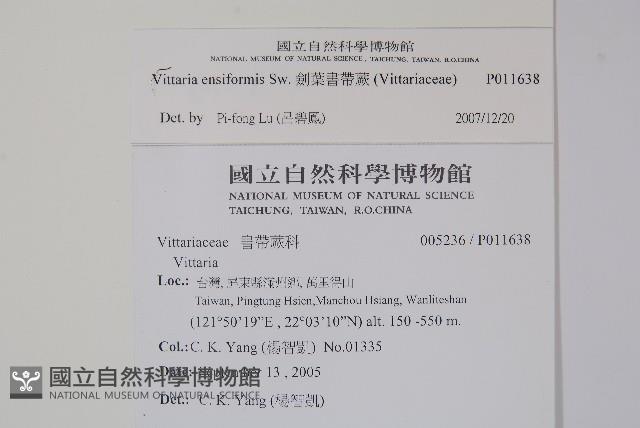 劍葉書帶蕨藏品圖，第2張