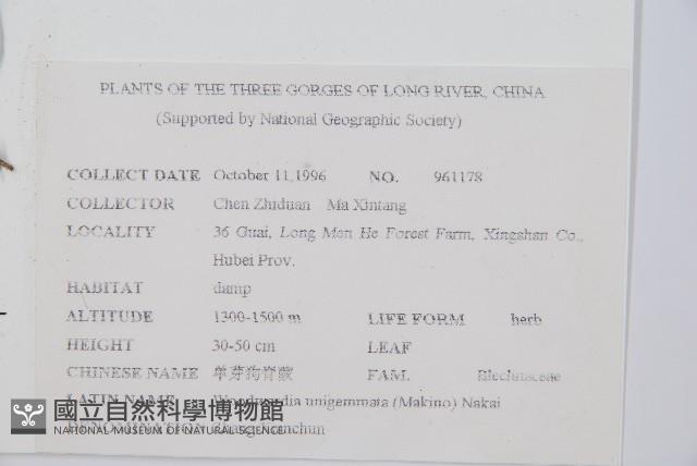 生芽狗脊蕨、頂芽狗脊蕨藏品圖，第2張