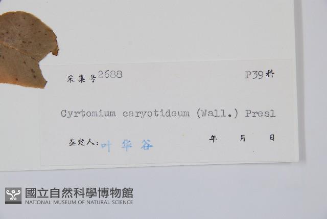 細齒貫眾蕨藏品圖，第2張