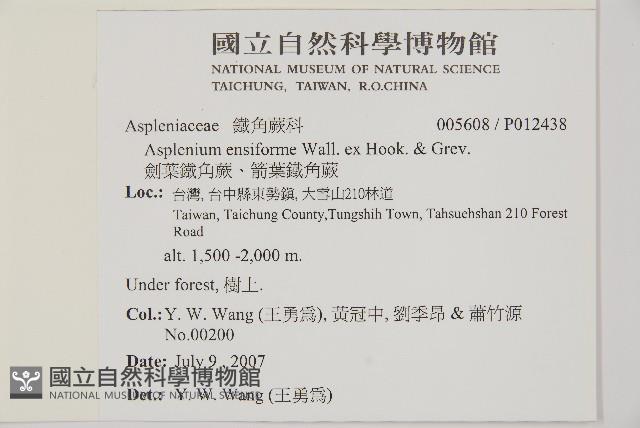 劍葉鐵角蕨、箭葉鐵角蕨藏品圖，第2張