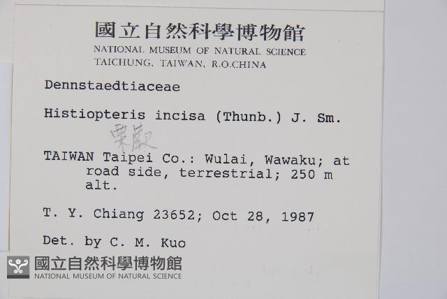 栗蕨藏品圖，第2張