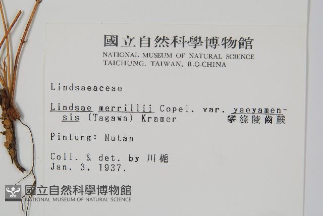 攀緣陵齒蕨、攀緣鱗始蕨藏品圖，第2張