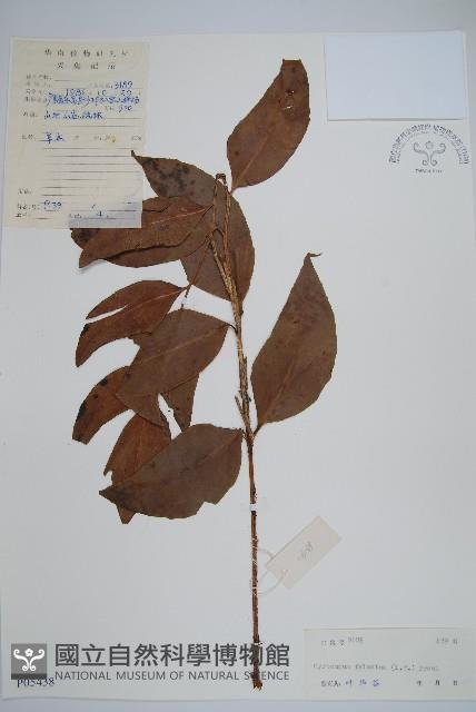 尖葉貫眾蕨藏品圖，第1張