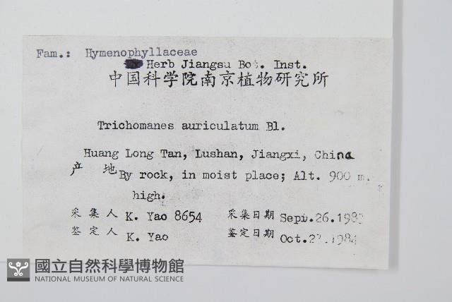 瓶蕨藏品圖，第2張