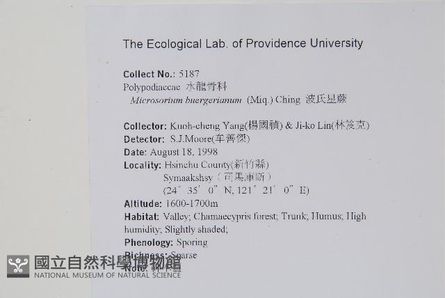 波氏星蕨藏品圖，第2張