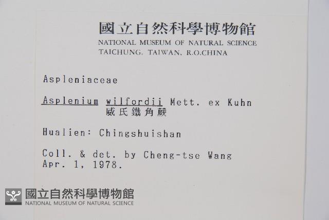 威氏鐵角蕨藏品圖，第2張