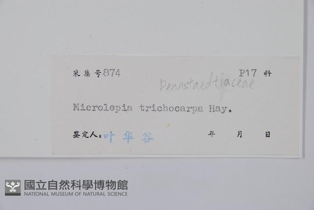 毛果鱗蓋蕨藏品圖，第2張