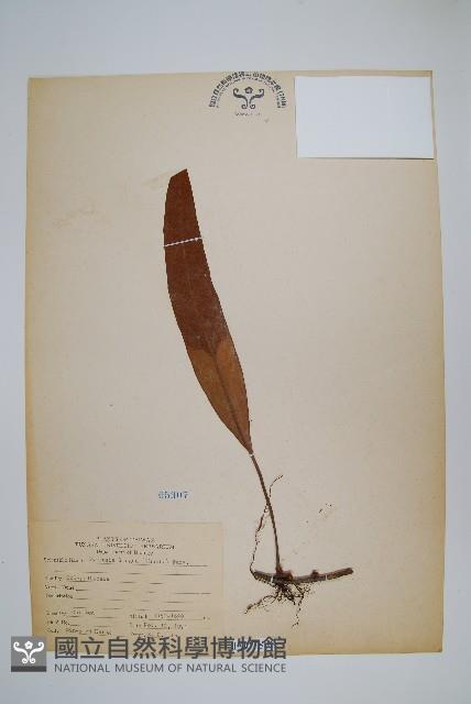 石葦藏品圖，第1張