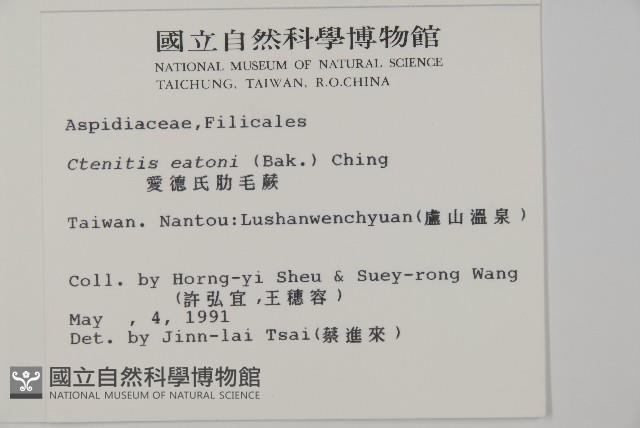 金毛蕨藏品圖，第2張