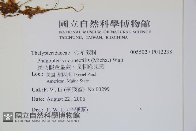 長柄假金星蕨、長柄卵果蕨藏品圖，第2張