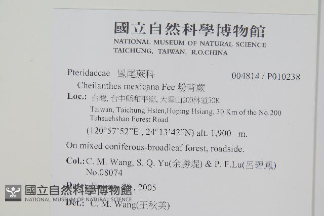 粉背蕨藏品圖，第2張