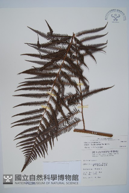 臺灣金狗毛蕨藏品圖，第1張
