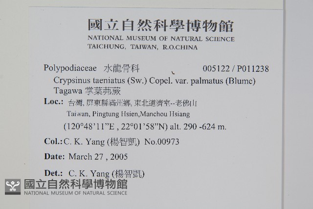 掌葉茀蕨藏品圖，第2張