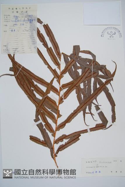 烏毛蕨藏品圖，第1張