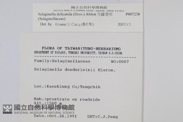 全緣卷柏藏品圖，第2張