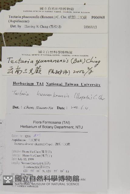 蛇脈三叉蕨藏品圖，第2張