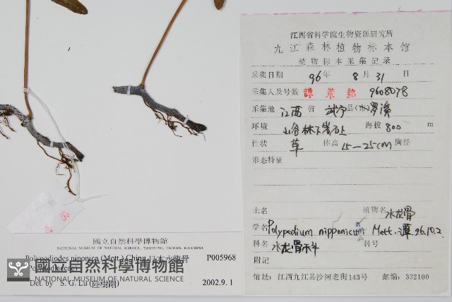 日本水龍骨藏品圖，第2張