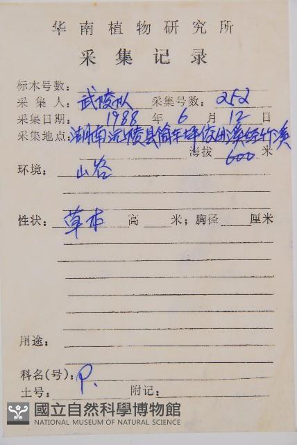 日本蹄蓋蕨藏品圖，第2張