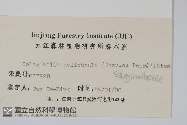 全緣卷柏藏品圖，第2張