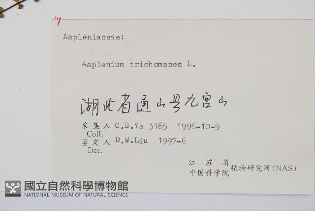 鐵角蕨藏品圖，第2張