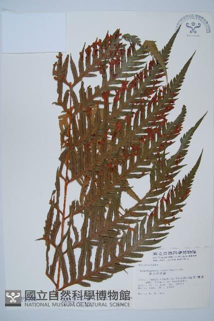 臺灣狗脊蕨藏品圖，第1張